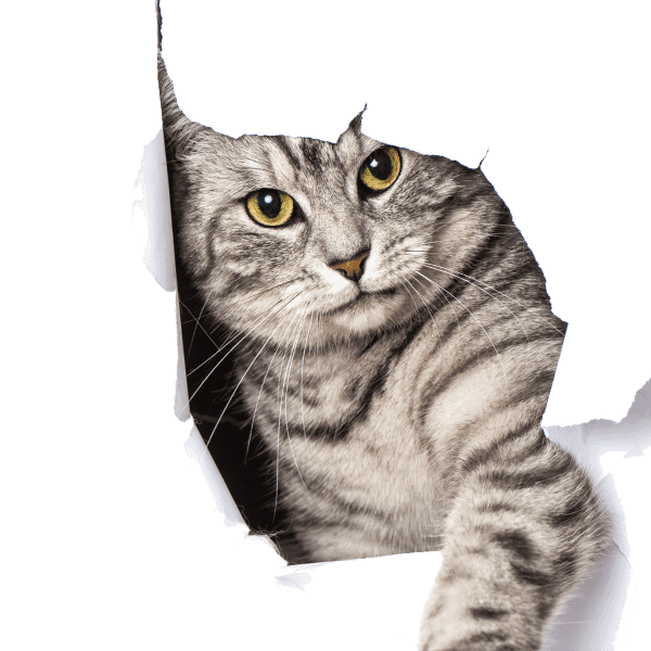 pet-shop-64