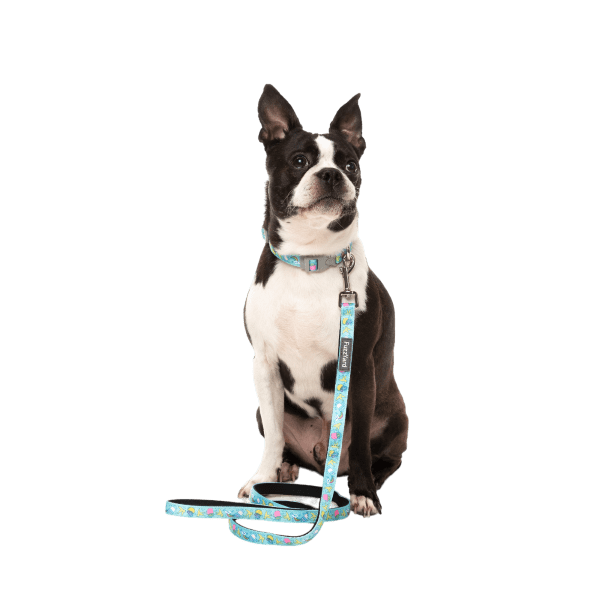 pet-shop-64 collares perros