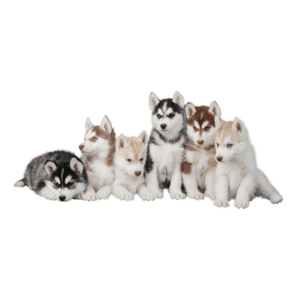 pet-shop-64 dispensadores bolsas perros