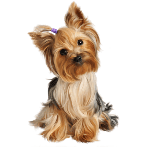 pet-shop-64 higiene perros