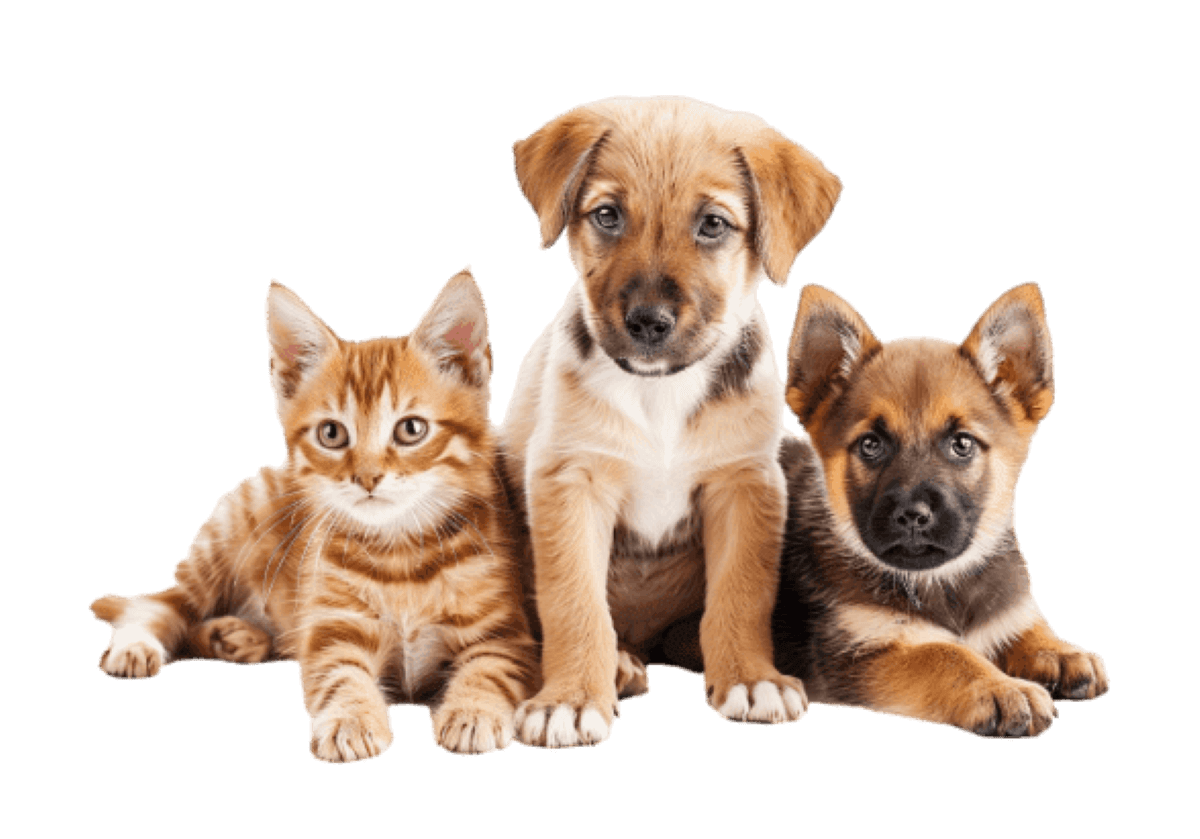 Imagen principal Comida Mascotas a Domicilio con perros y gatos Perros y gatos de Comida Mascotas a Domicilio